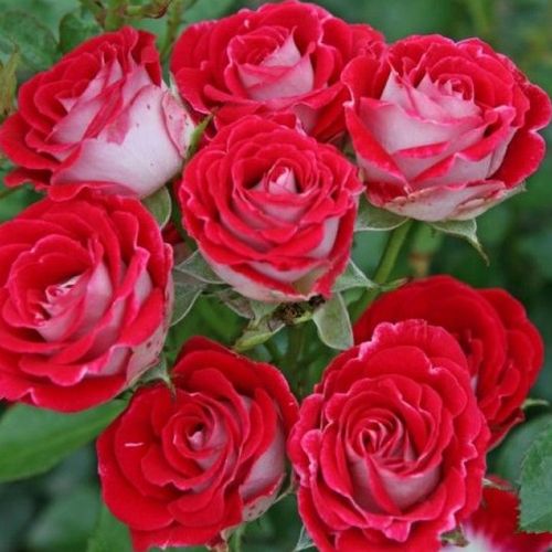 Vörös, krémfehér sziromfonákkal - virágágyi floribunda rózsa